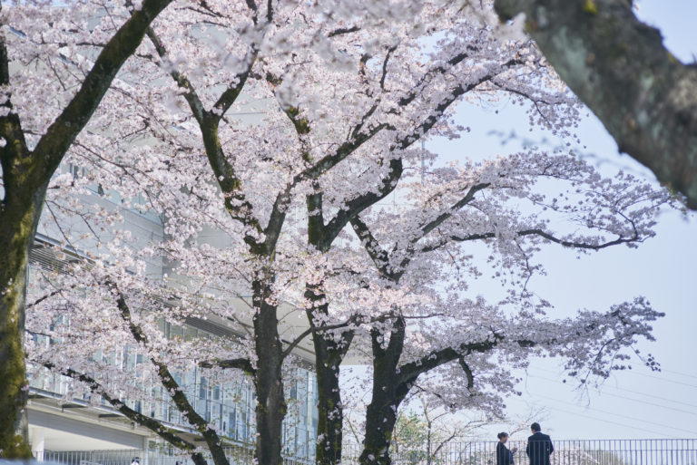 お知らせ 海外に暮らす学生のための 日本の大学への進学 留学ガイド